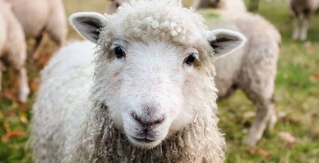 Улицы Мадрида заполонили овцы | Видео