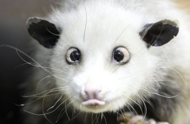 Новый герой Facebook