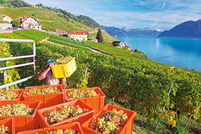 Сбор винограда в местечке Калама / Эпесс (Calamin / Epesses) в регионе Лаво (Lavaux), который входит в список объектов Всемирного наследия ЮНЕСКО