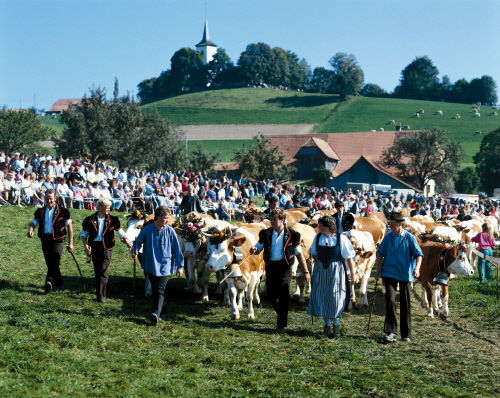 Спуск быков с альпийских пастбищ в Шварценбурге (Schwarzenburg), кантон Берн (Bern). На фоне – церковь Wahlern.