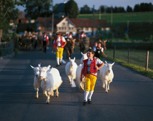 Традиционный маршрут швейцарских фермеров. В начале каждого лета  фермеры перегоняют свой скот на пастбища в горы. На фотографии –кантон  Аппенцелль — Иннерроден ( Appenzell Innerrhoden).