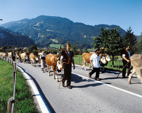 Интерлакен (Interlaken), кантон Берн (Bern). Фермеры перегоняют своих коров с альпийских лугов, где те провели все лето, обратно в долину.