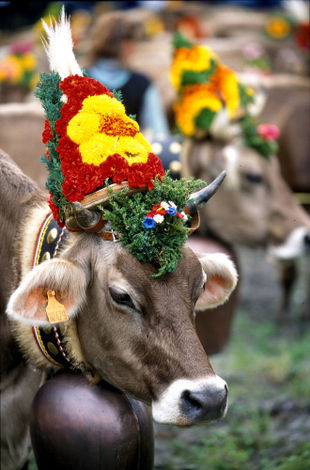 Каждый сентябрь в швейцарском регионе Хайдиланд (Heidiland) проходит красочная процессия. Одетые в национальные костюмы фермеры перегоняют своих коров, украшенных по случаю праздника гирляндами, с альпийских лугов обратно в долину. Жители деревни радостно приветствуют фермера и его стадо.