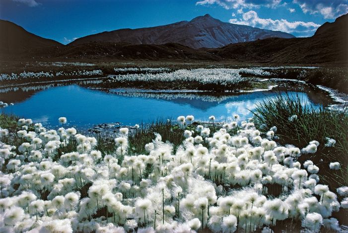 Хлопковые поля на плато Грейна, которое находится на высоте 2250 метров над уровнем моря, кантон Граубюнден.