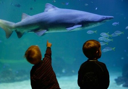 Музей научных открытий и техники «Юнивёрсэум» (Universeum)