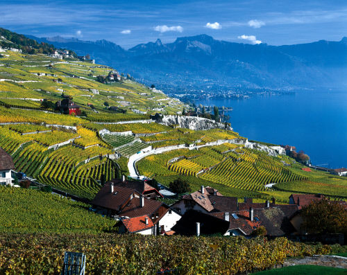 Вид на виноградники Лаво и Риваз, части Всемирного наследия ЮНЕСКО