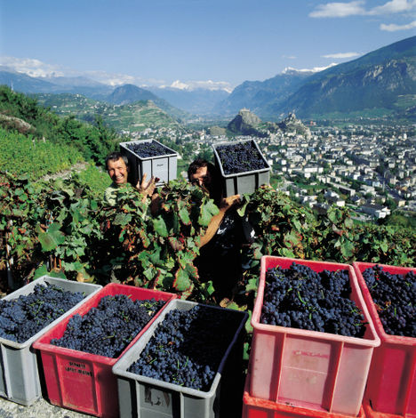 Сьон, столица кантона Вале. Вид на город со стороны виноградников