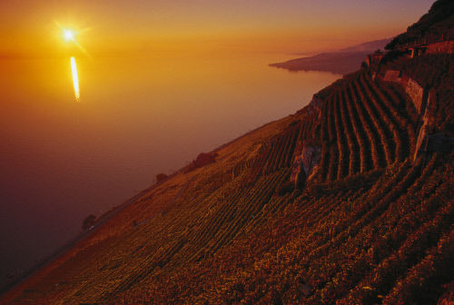 Террасовые виноградники Лаво на берегу Женевского озера являются частью Всемирного наследия ЮНЕСКО