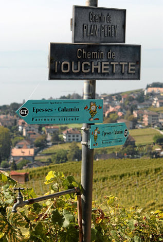 Террасовые виноградники Лаво на берегу Женевского озера являются частью Всемирного наследия ЮНЕСКО