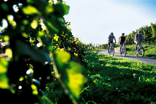 Виноградники в кантоне Граубюнден