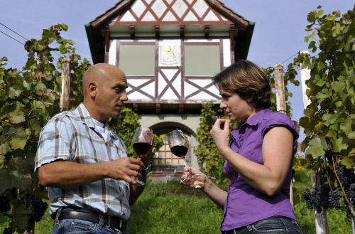 Виноградники недалеко от Хютвилена, кантон Тургау. Самым популярным вином в кантоне считается «Mueller-Thurgau»