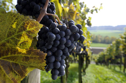 Виноградники недалеко от Хютвилена, кантон Тургау. Самым популярным вином в кантоне считается «Mueller-Thurgau»