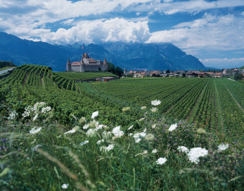 Замок Эгль, построенный в 15 веке, окружен виноградниками Шабле, кантон Вале