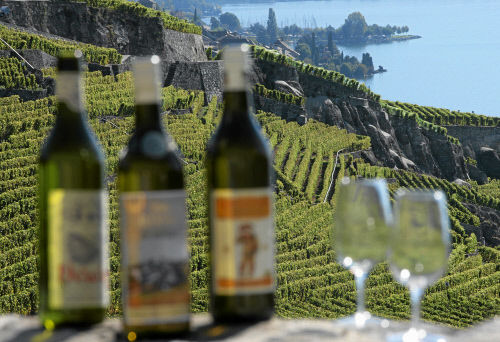 Террасовые виноградники Лаво на берегу Женевского озера являются частью Всемирного наследия ЮНЕСКО