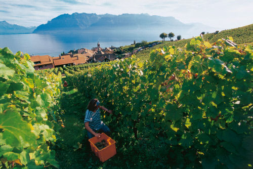 Террасовые виноградники Лаво на берегу Женевского озера являются частью Всемирного наследия ЮНЕСКО