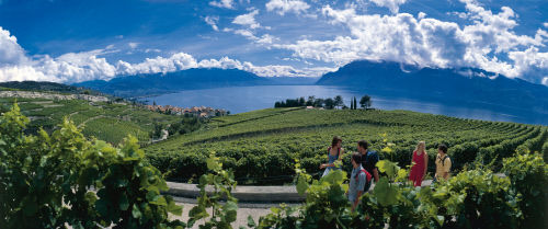 Террасовые виноградники Лаво на берегу Женевского озера являются частью Всемирного наследия ЮНЕСКО