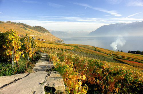 Велосипедные дорожки на территории виноградников между Лозанной и Монтрё