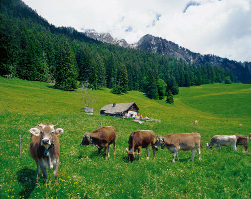 Швейцарские Альпы, деревня Мэйнфелд, кантон Граубюнден