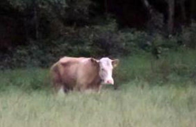 10 тыс. евро за корову 10 тыс. евро за корову