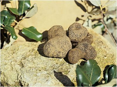 Трюфели из Grignan из Дрома