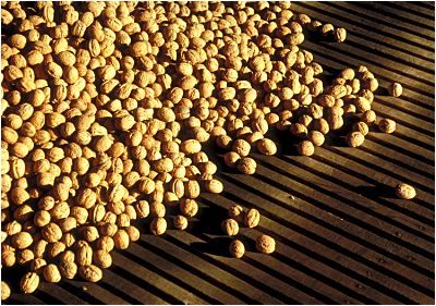 Сушка грецких орехов в Дофине