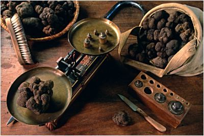 Черный трюфель из Tricastin