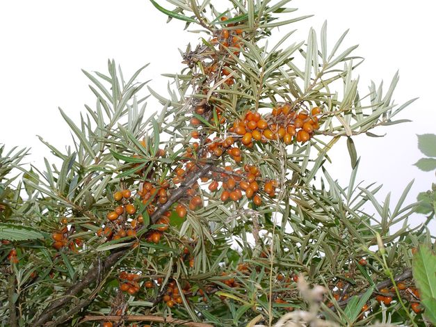 Немецкий остров Рюген