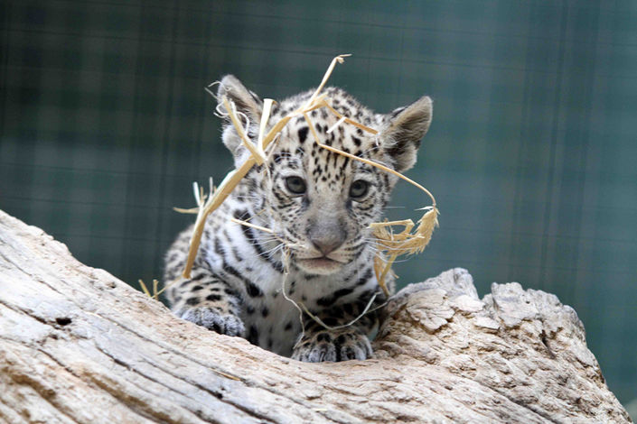 Берлинский зоопарк (Zoologischer Garten Berlin) Budapester Strae 32