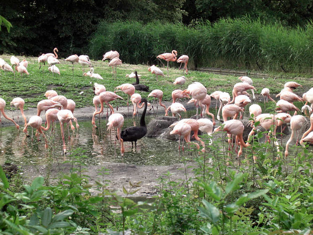 Берлинский зоопарк (Zoologischer Garten Berlin, Budapester Strasse 32