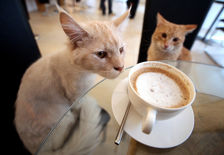 Four Seasons Hotel Lion Palace Four Seasons Hotel Lion Palace