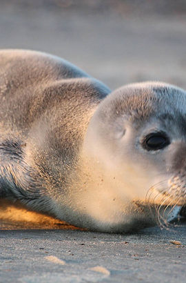 Остров Нордерней Остров Нордерней