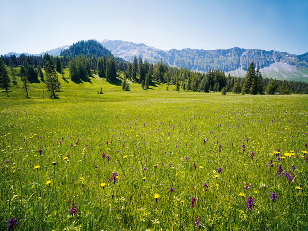 На площади более 400 квадратных километров заповедника разворачивается первобытный мир: нетронутые вересковые поля, идиллические альпийские пастбища, торфяные и карстовые ландшафты и величественно возвышающийся массив Шраттенфлу (Schrattenfluh). 