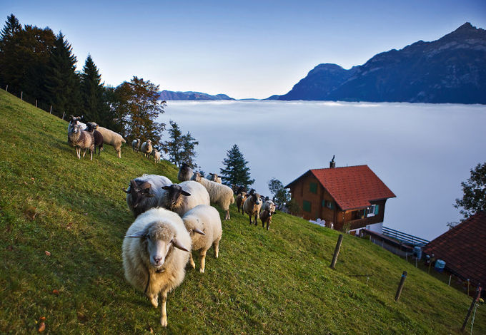 Туман над Фирвальдштетском (Люцернском) озером