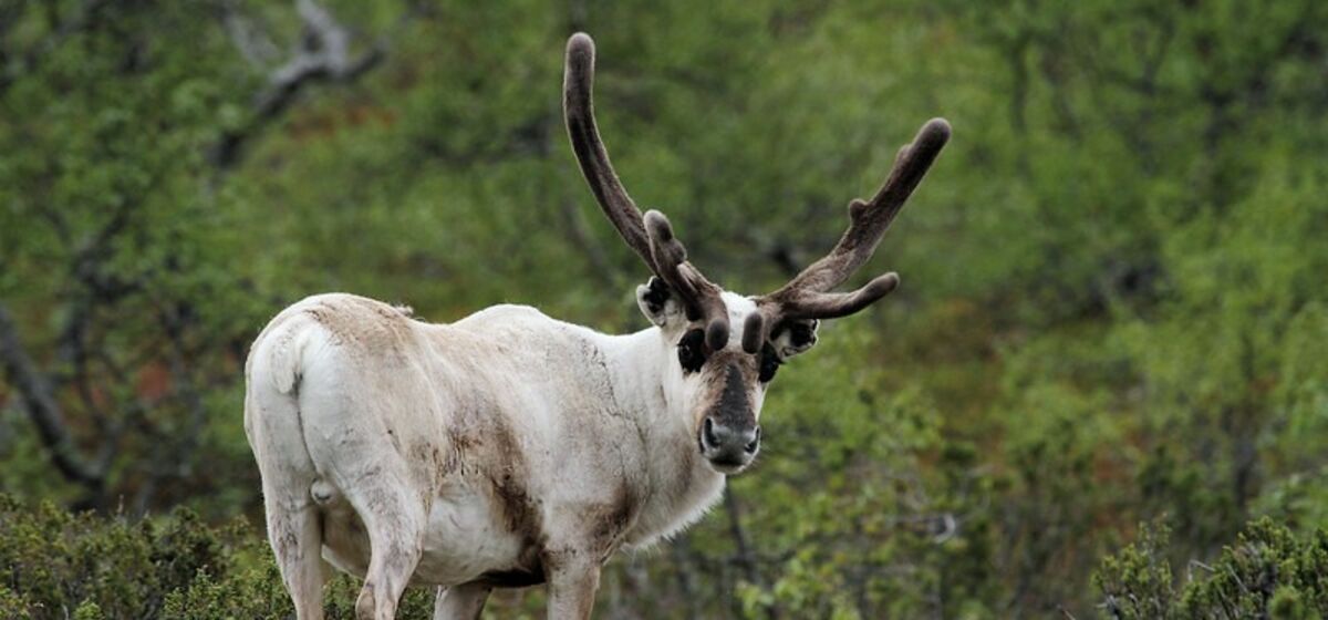 Неизвестная Европа: за Полярным кругом