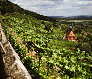 Саксония: винные тропы Германии