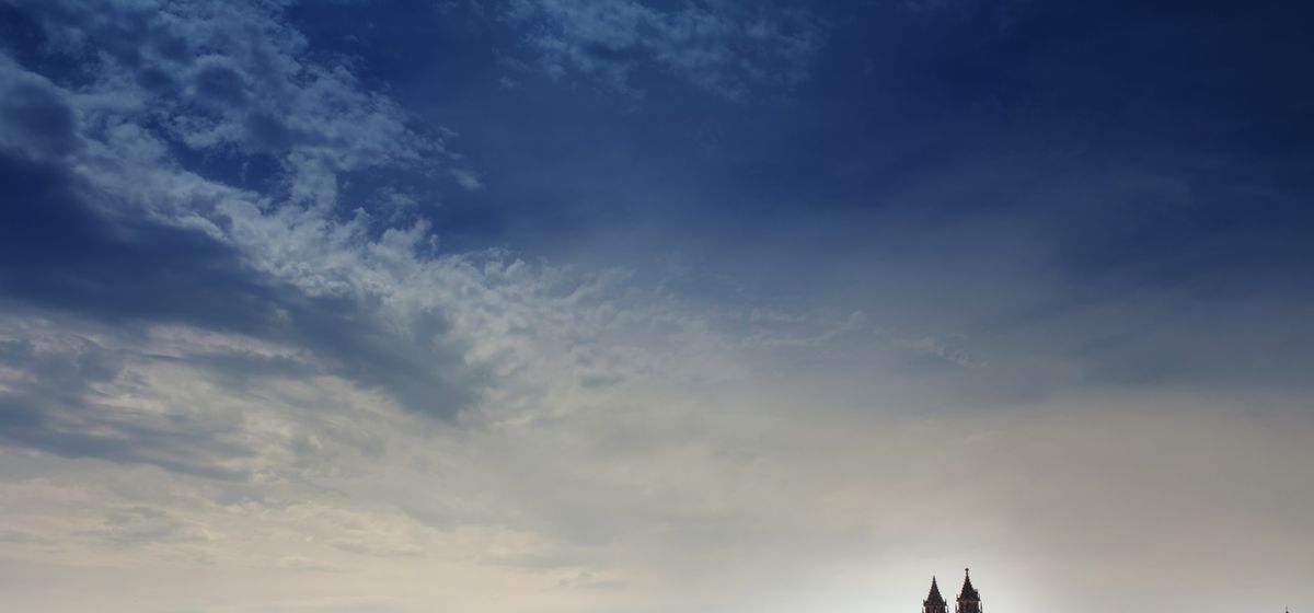 Сыр из клещей и торт-дерево