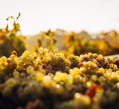 Молодо-зелено