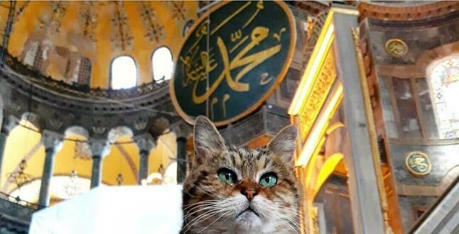 Умерла самая знаменитая кошка Турции