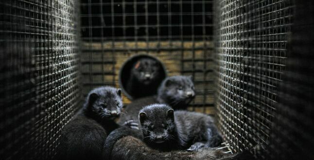 Убийство норок из-за коронавируса признали ошибкой