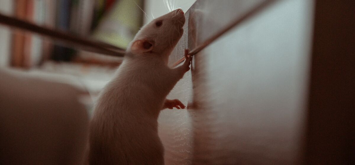 В Германии подтвердили передачу нового опасного вируса от животных к человеку