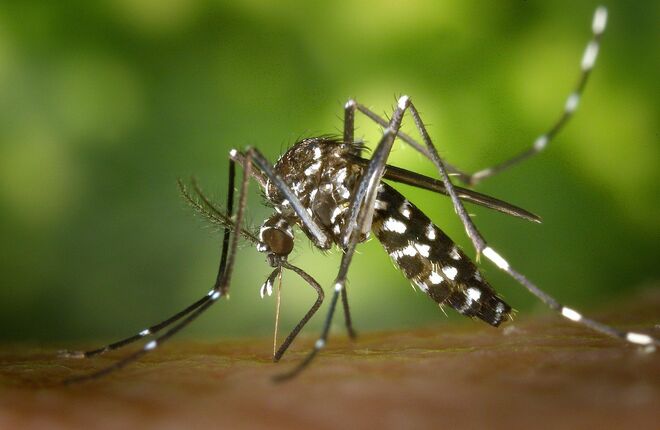 В Германии появились опасные комары