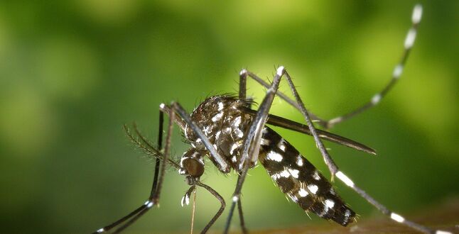 В Германии появились опасные комары