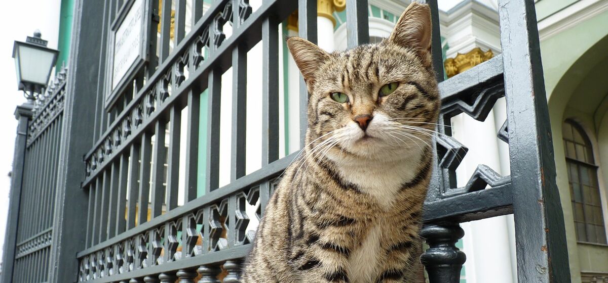 Коты Эрмитажа получили наследство