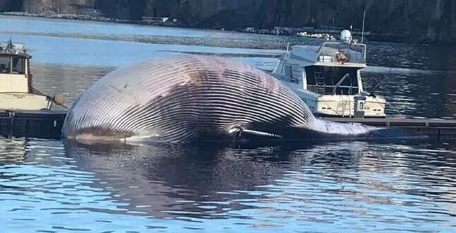 В Италии нашли гигантскую тушу кита