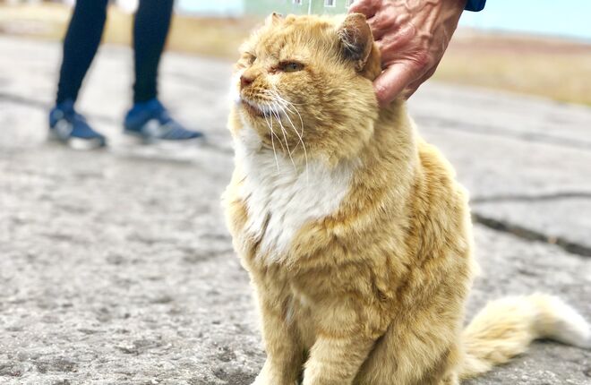 Умер знаменитый кот-песец с острова Шпицберген