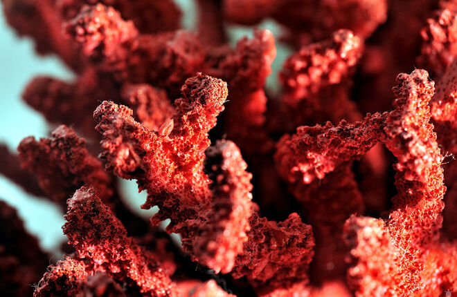 Модный дом Chanel поможет сохранить средиземноморские кораллы