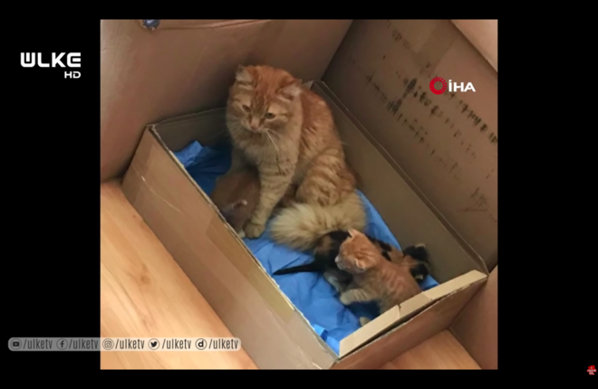 В Турции уличная кошка принесла котят в больницу