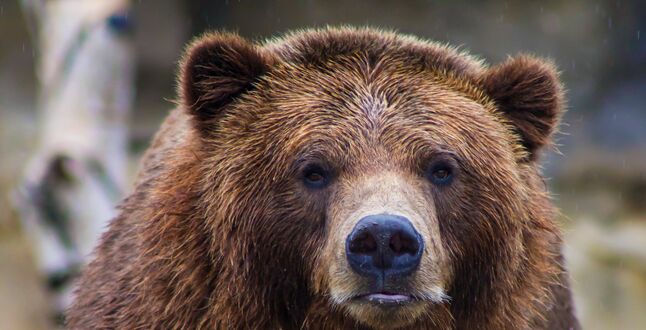 Принца Лихтенштейна обвинили в убийстве самого большого в ЕС медведя