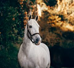 8 самых «лошадиных» мест Чехии