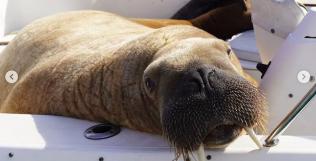 Ирландскому моржу построят понтон, чтобы он перестал топить лодки